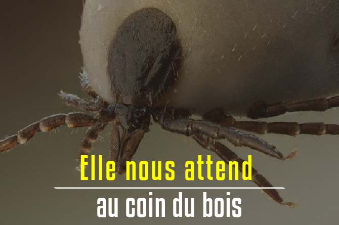 Maladie de Lyme et running